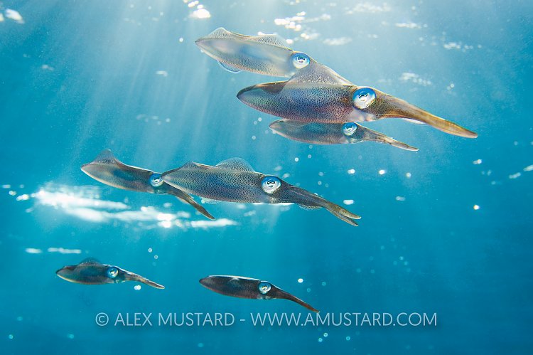 Reef Squid School. Cayman Islands.