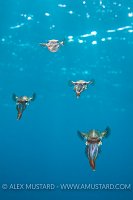 Reef Squid Mid Water. Cayman Islands.