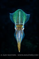 Reef Squid Portrait. Cayman Islands.