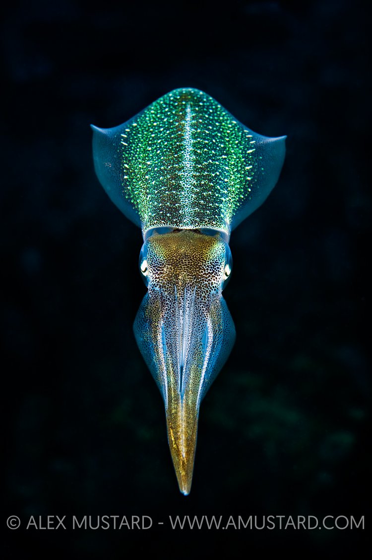 Reef Squid Portrait. Cayman Islands.