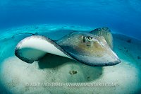 Southern stingray swimming, Cayman Islands.