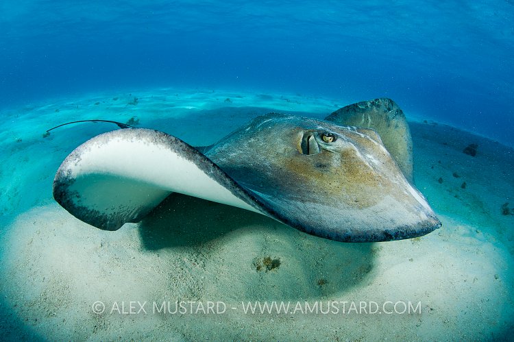 Southern stingray swimming, Cayman Islands.
