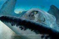 Southern stingray up close. Cayman Islands.