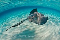 Southern stingray swimming, Cayman Islands.