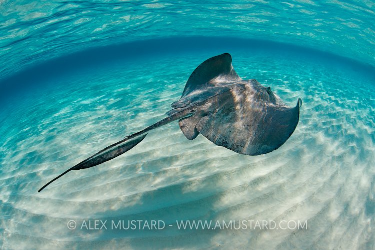 Southern stingray swimming, Cayman Islands.