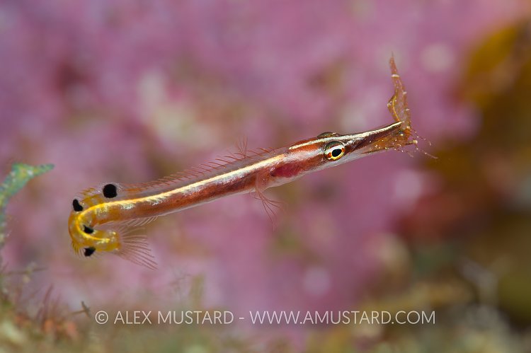 Arrow Blenny Hunt. Cayman Islands.