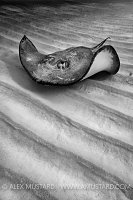 Stingray and ripples