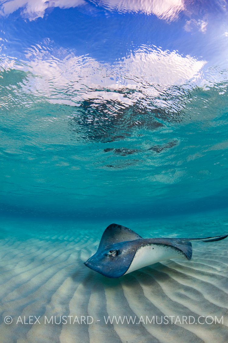 Stingray under surface.
