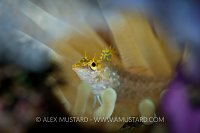 Diamond blenny through a window in a seafan. Cayman Islands