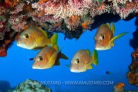 Schoolmaster Snappers Under Ledge. Cayman Islands.