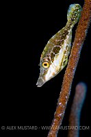 Slender filefish. Cayman Islands