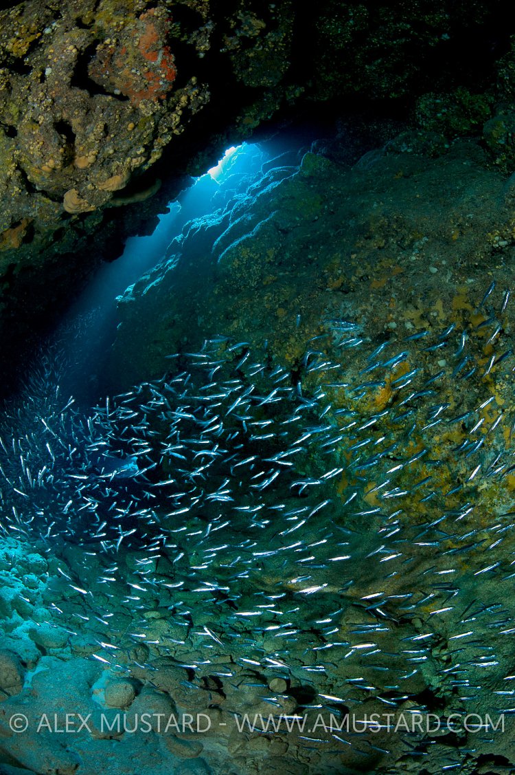 Silversides In Cave. Cayman Islands.