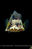 Trunkfish. Cayman Islands.