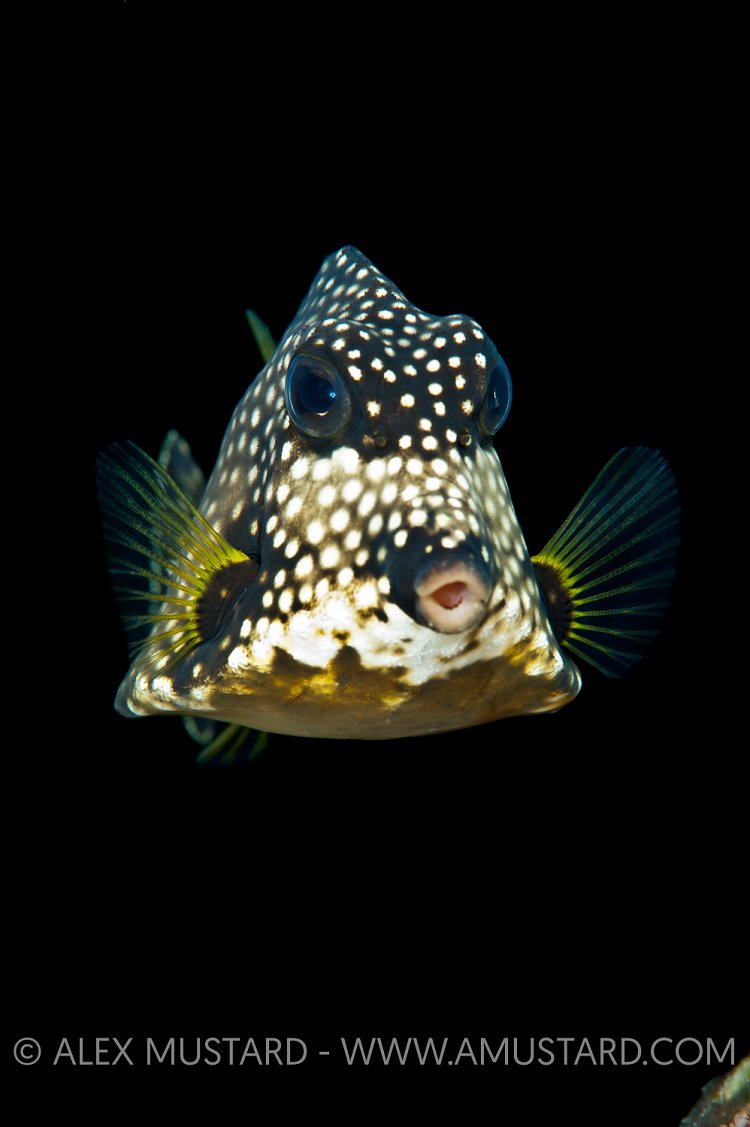 Trunkfish. Cayman Islands.