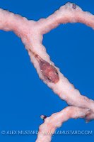 Red Clingfish. Cayman Islands.