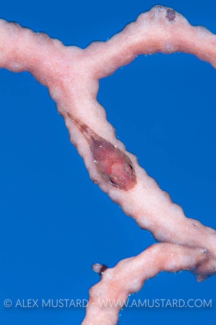 Red Clingfish. Cayman Islands.