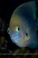 Threespot Damselfish. Cayman Islands.