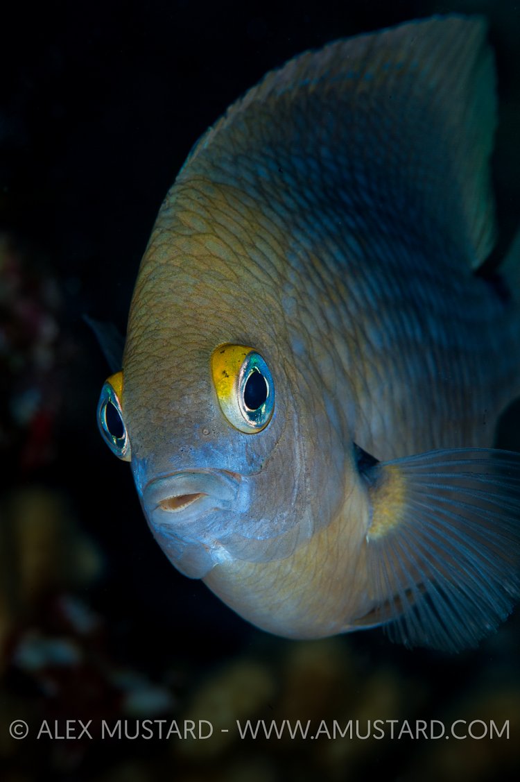 Threespot Damselfish. Cayman Islands.
