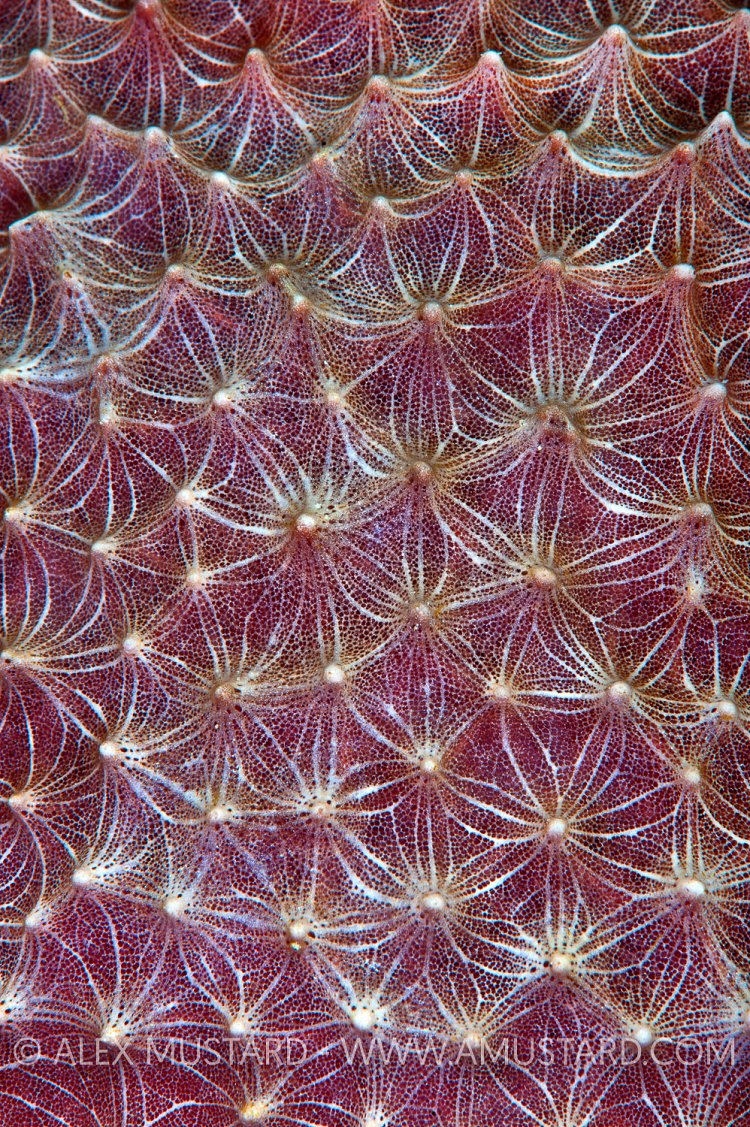 Stinker Sponge. Cayman Islands.