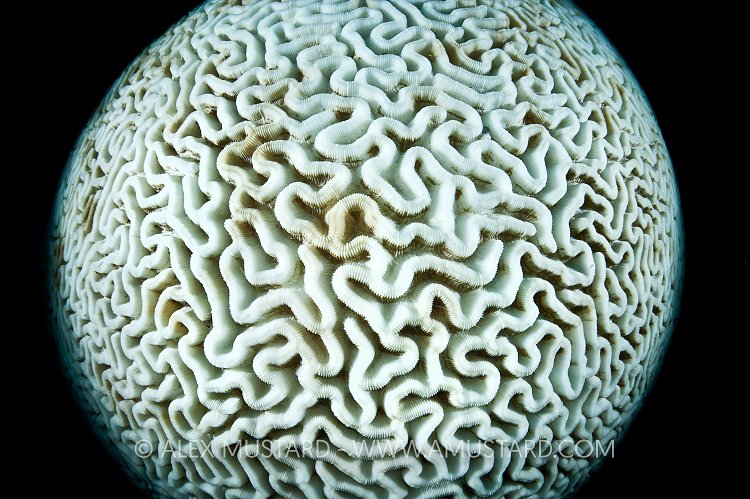 Bleached Coral. Cayman Islands.