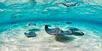Schooling Stingray. Cayman Islands.