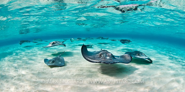 Schooling Stingray. Cayman Islands.