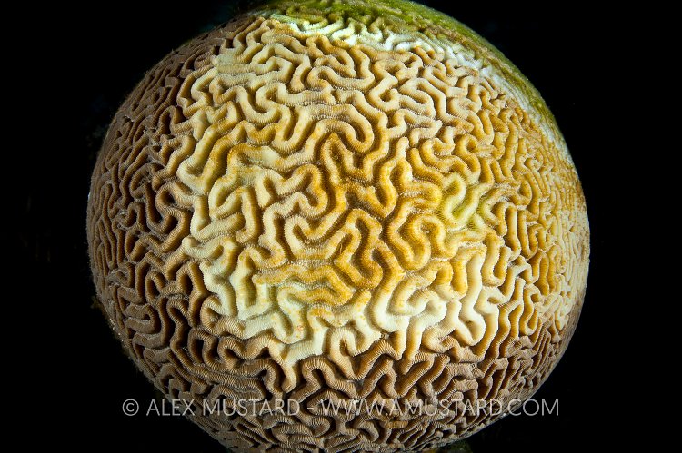 Diseased Coral. Cayman Islands.
