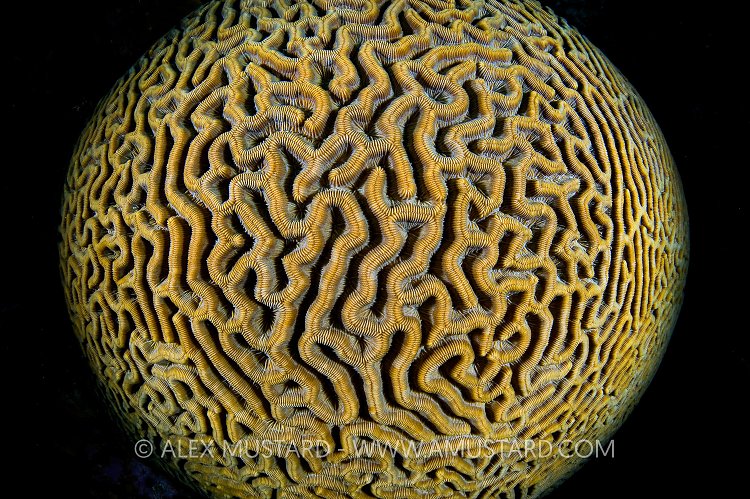 Coral World. Cayman Islands.