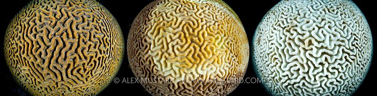 Coral World. Cayman Islands.