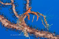 Neck Crab. Cayman Islands