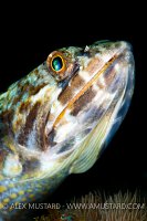 Sand diver lizardfish. Cayman Islands.