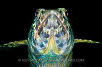 Sand diver lizardfish. Cayman Islands.