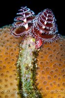 Christmas Tree Worm. Cayman Islands.