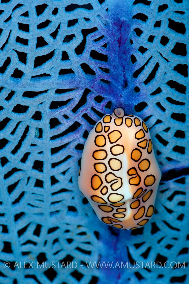 Flamingo Tongue Cowrie. Cayman Islands.
