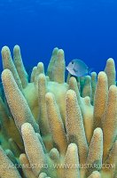 Pillar Coral And Blue Tang. Cayman Islands.