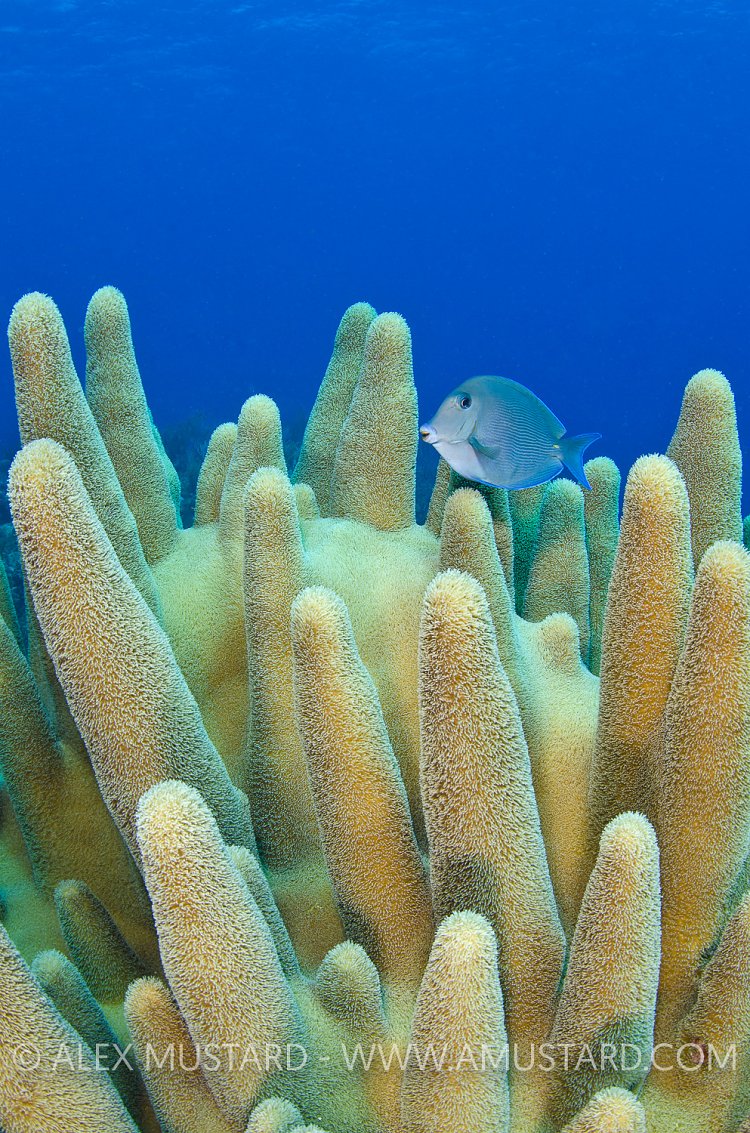 Pillar Coral And Blue Tang. Cayman Islands.