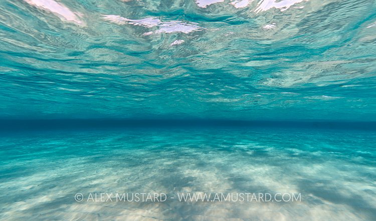 Underwater Scene. Cayman Islands.