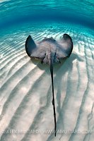 Stingray over ripples.