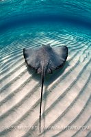 Southern Stingray Over Ripples. Grand Cayman.