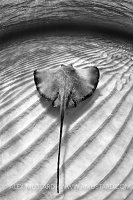 Southern Stingray Over Ripples. Grand Cayman.
