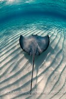 Stingray over ripples