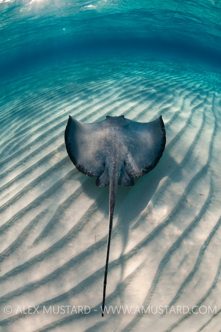 Stingray over ripples