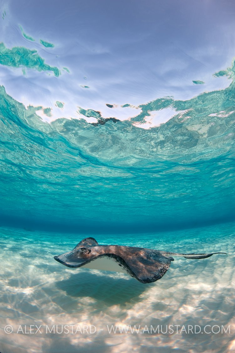 Southern Stingray On Shallow Sand Bank. Grand Cayman.