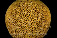 Grooved Brain Coral. Cayman Islands