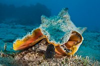 Queen Conch. Cayman Islands.