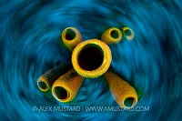 Yellow tube sponge in a spin.