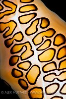 Flamingo Tongue Cowrie. Cayman Islands.