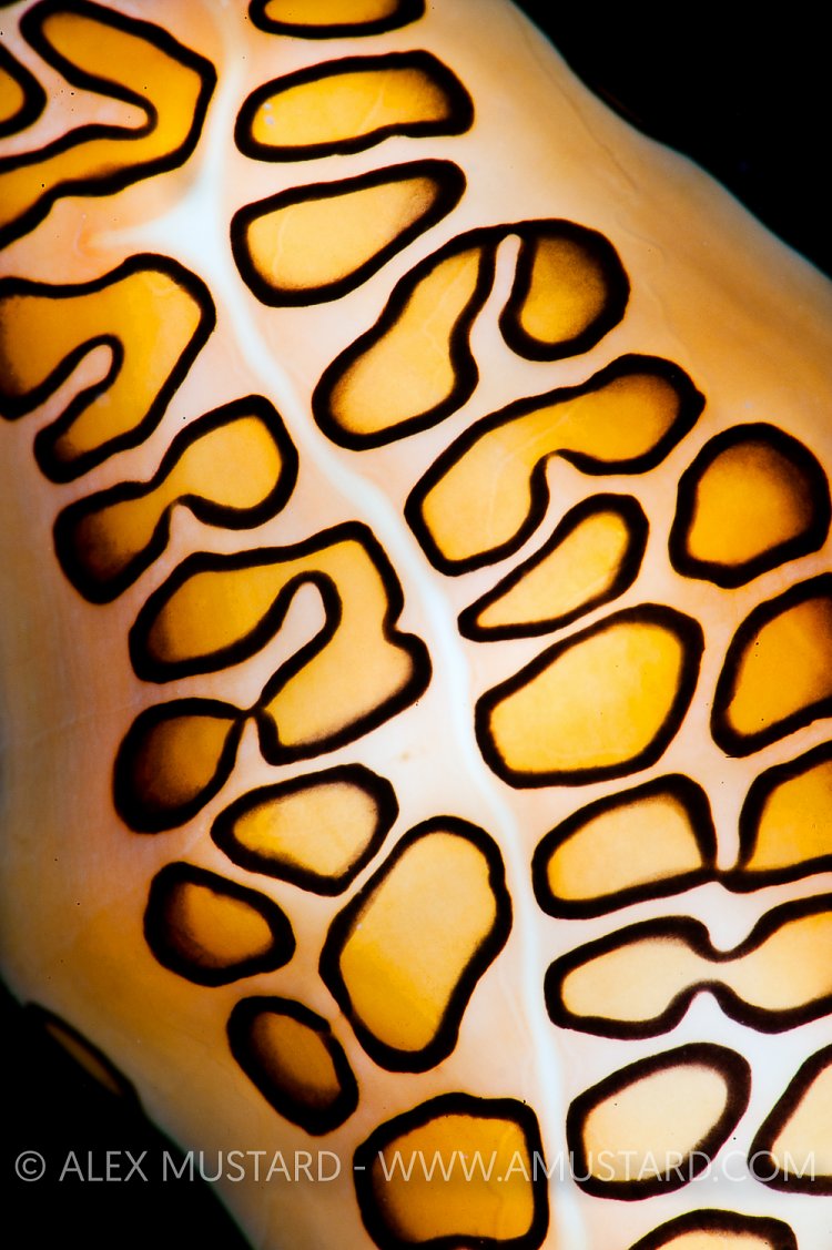 Flamingo Tongue Cowrie. Cayman Islands.