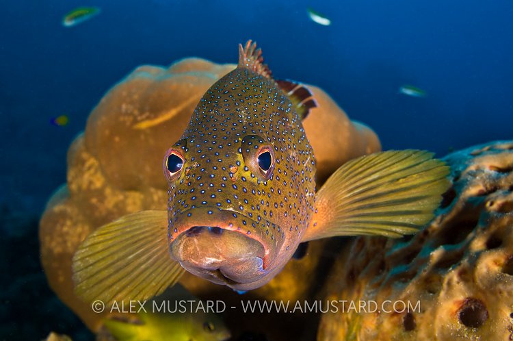 Coney Portrait. Cayman Islands.