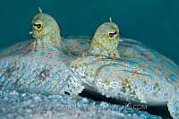 Peacock Flounder. Cayman Islands.